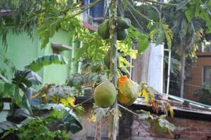 Some of the ripe papayas hanging on the tree have been eaten by birds photo