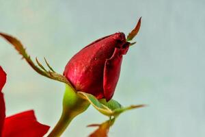 Single red Rose with light green background photo