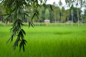 Bamboo leaf laying down green paddy field in background photo