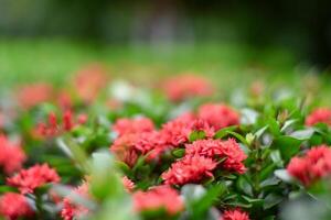 A field of red flowers with green leaves photo