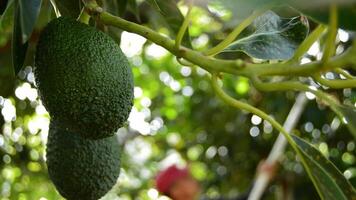 Avocado hass fruit hanging at tree in harvest in a plantation video