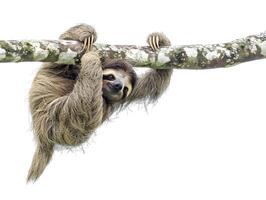 Sloth hanging from a branch, isolated on a white background photo