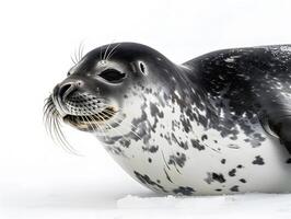Seal in snow, isolated on a white background photo
