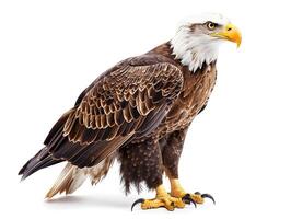 Bald eagle standing isolated on white background photo