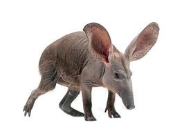 Aardvark walking, isolated on white background photo