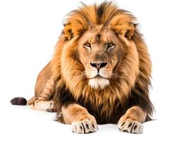 Male lion lying down, isolated on a white background photo