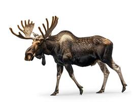 Moose standing with large antlers, isolated on a white background photo