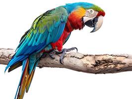 Scarlet macaw perched on a branch, isolated on a white background photo