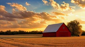 A red barn sits in the middle of a field of wheat video