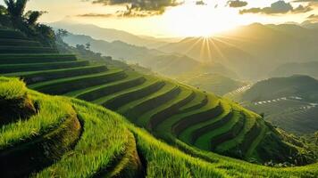 A view of a green rice field with the sun setting in the background video