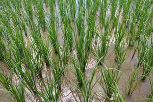 Views of neatly lined rice fields, creating a peaceful and beautiful atmosphere photo