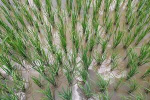 Views of neatly lined rice fields, creating a peaceful and beautiful atmosphere photo