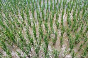 Views of neatly lined rice fields, creating a peaceful and beautiful atmosphere photo