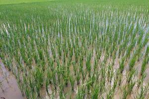 Views of neatly lined rice fields, creating a peaceful and beautiful atmosphere photo