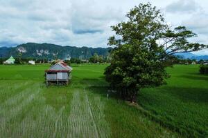 Hut in the middle of green rice fields in the afternoon photo
