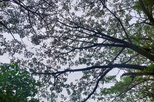Tree branches that spread sideways, perfect for the background photo