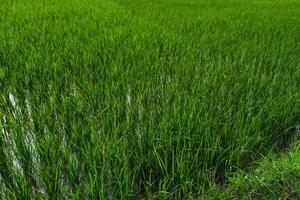 Views of neatly lined rice fields, creating a peaceful and beautiful atmosphere photo