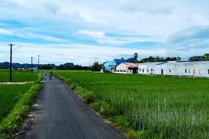 View of the paved road at the edge of the rice fields in the morning photo