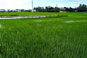 Views of neatly lined rice fields, creating a peaceful and beautiful atmosphere photo