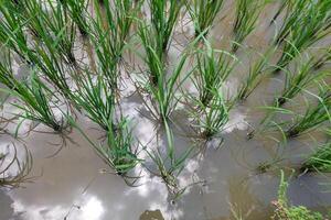 Views of neatly lined rice fields, creating a peaceful and beautiful atmosphere photo