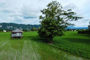 Hut in the middle of green rice fields in the afternoon photo
