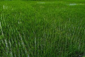 Views of neatly lined rice fields, creating a peaceful and beautiful atmosphere photo