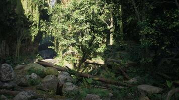 Dense Forest With Trees and Rocks video