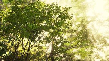 luz solar transmissão através tropical floresta árvore folhas video
