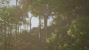 Sunlight Streaming Through the Forest Trees video