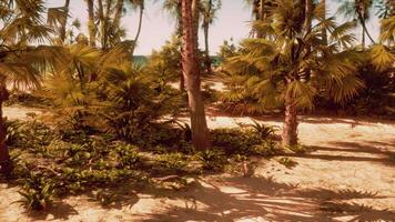 A sandy beach with palm trees and the ocean in the background video