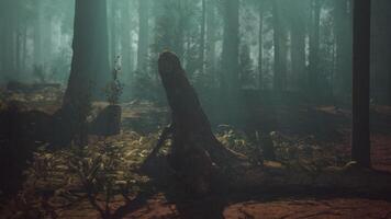Majestic Sequoia Forest Filled With Towering Trees video