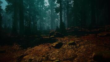 Sequoia Forest, Dense Woodland With Trees and Rocks video