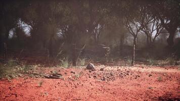 Ethereal Woodland Haven, A Serene Oasis of Nature in the Australian Bush video