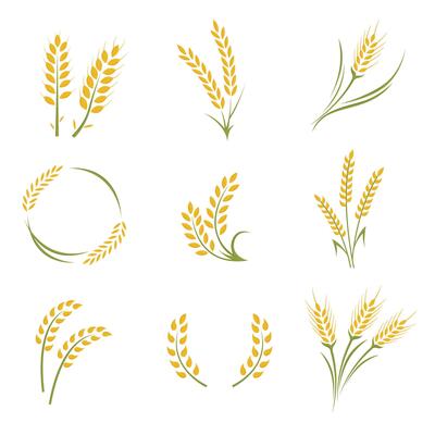 Rice Wheat cereal graphic element flat color illustration design