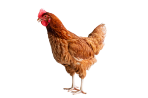 Chicken, Full body of brown chicken hen standing isolated transparent background, Laying hens farmers concept. File png