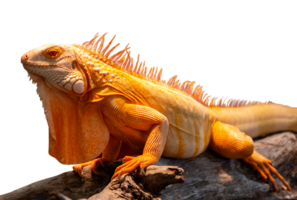 Portrait side view of a gold chameleon, Chamaeleo calyptratus on dry tree branch, isolated on transparent background, File png