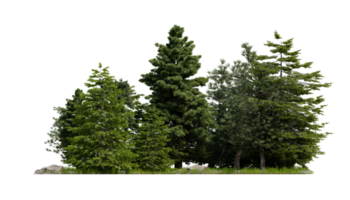 large tree botany with transparent background png