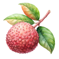 Watercolor hand drawn lychee with leaves stems isolate on transparency background png