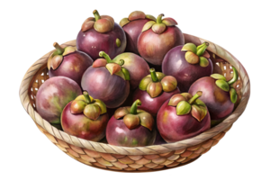 Watercolor hand drawn Lots of mangosteen in a basket isolate on transparency background png