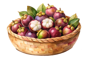 Watercolor hand drawn Lots of mangosteen in a basket isolate on transparency background png