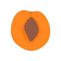 Bright orange apricot cut in half, showcasing a smooth interior and a central pit vector