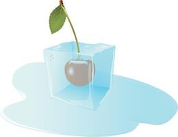 Single cherry frozen inside melting ice cube vector