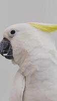 The Yellow-crested Cockatoo which has the scientific name Cacatua Galerita at Ragunan Zoo. Relatively large in size found in forested habitats in Australia,New Guinea, Indonesia video