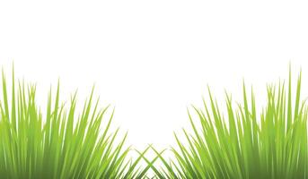 Fresh Green Grass Isolated on White Background vector