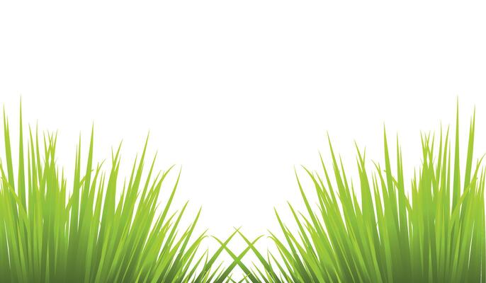 Fresh Green Grass Isolated on White Background