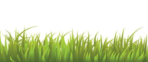 Fresh Green Grass Isolated on White Background vector