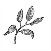 Intricate black and white sketch of a natural branch with leaves, ideal for minimalist interiors or eco-friendly designs. Simple yet stylish nature-inspired art vector