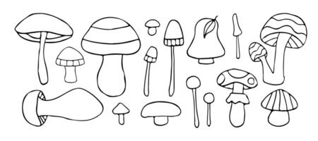 A collection of hand-drawn mushroom illustrations featuring various species. Ideal for botanical, nature, and foraging designs. Perfect for autumn or wild forest themes vector