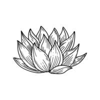 A hand-drawn lotus succulent sketch, perfect for zen decor or meditation spaces. Minimalist and botanical design for a serene and calming atmosphere vector