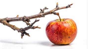 dry apple tree branch isolated on white background Macro photo